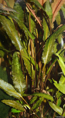 Cryptocoryne wendtii Cryptocoryne wendtii
