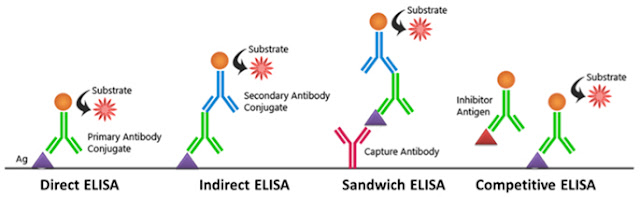 enzyme-linked-immunosorbent-assay