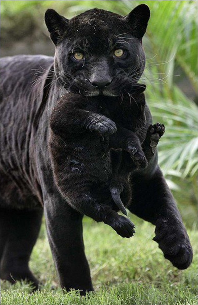 Чёрная пантера (17 фото) black panther