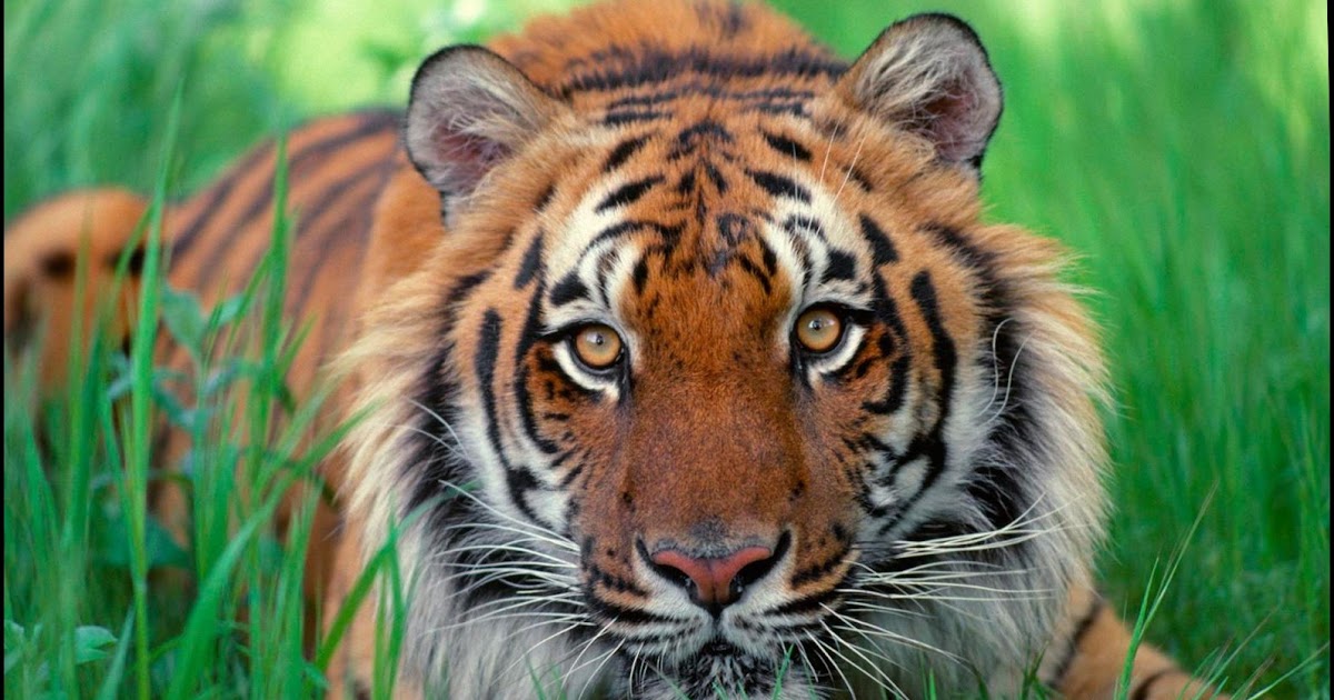 3 Ciri-ciri Binatang Buas atau Karnivora ~ Ruana Sagita