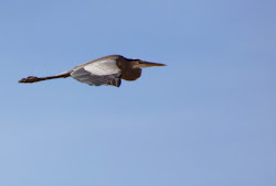 birds heron bird canyon burro arizona california flying geotripper down