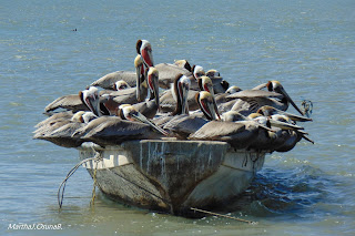 Fotografía de MartaJ.OsunaB., una panga o lancha llena de aves marinas que reposan en ella, en Navachiste