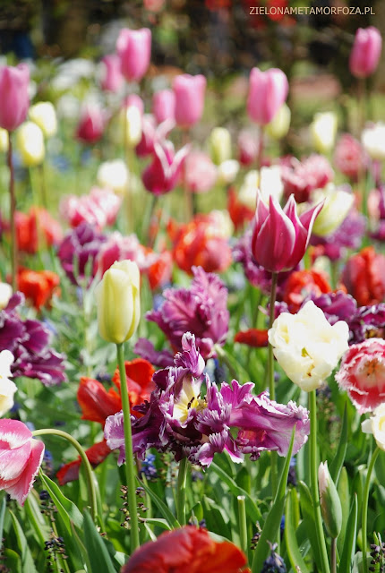 KEUKENHOF 2017, zielona metamorfoza.pl, tulipany odmiany