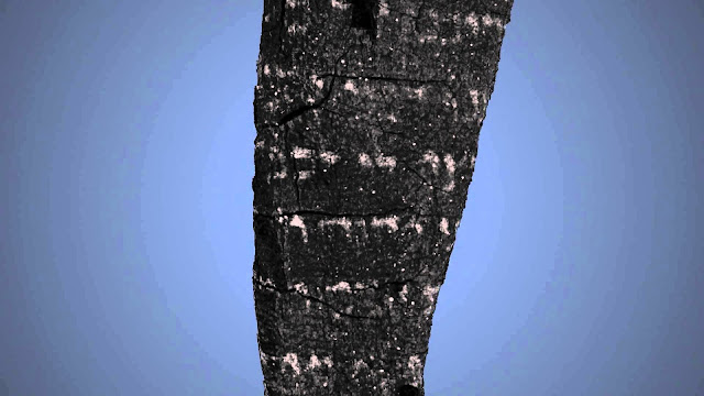 Scroll Torah burned 3d Scroll Torah burned 3d