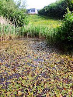 Benwell Nature Park, Newcastle upon Tyne. June 2013