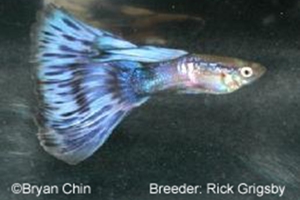 Purple Bicolor Guppy Purple Bicolor Guppy