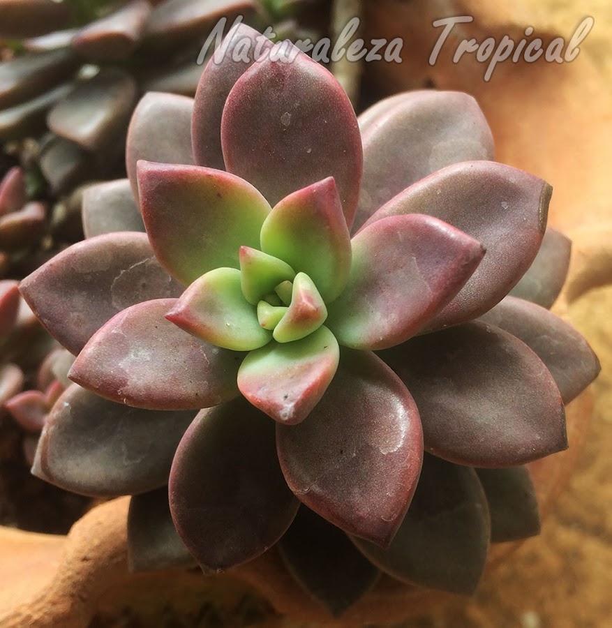 Vista superior de la roseta de la planta Crepúsculo, x Graptosedum Vera Higgins