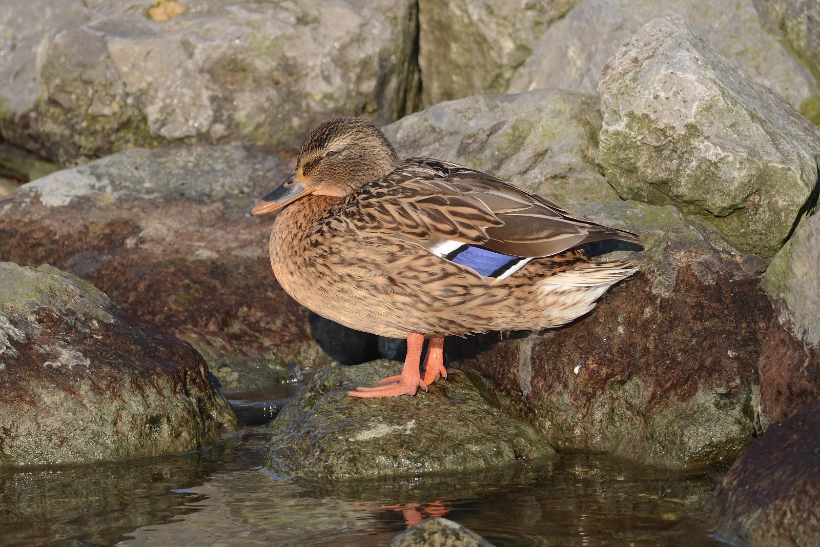 vogelskijkenmetpeter VOGELMOMENT WILDE EEND