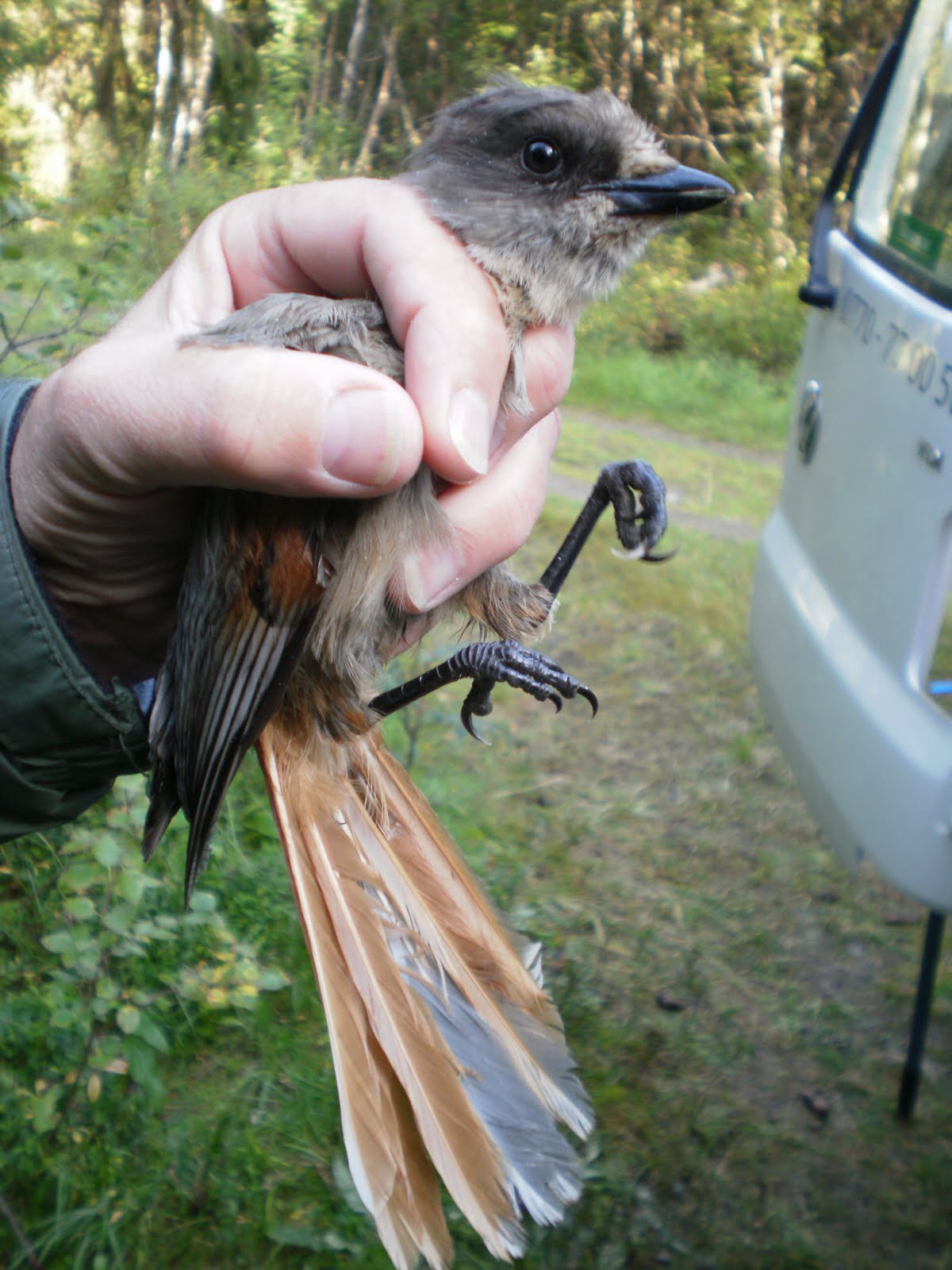 Essex bird ringing