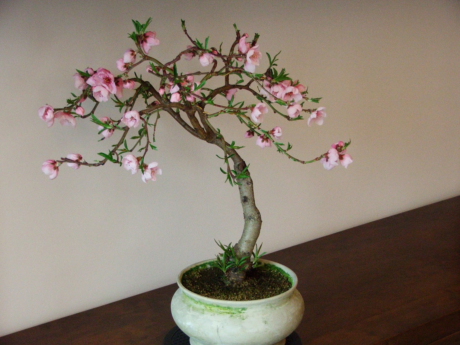 Evoluzione Bonsai Bonsai di Pesco Peach prunus persica