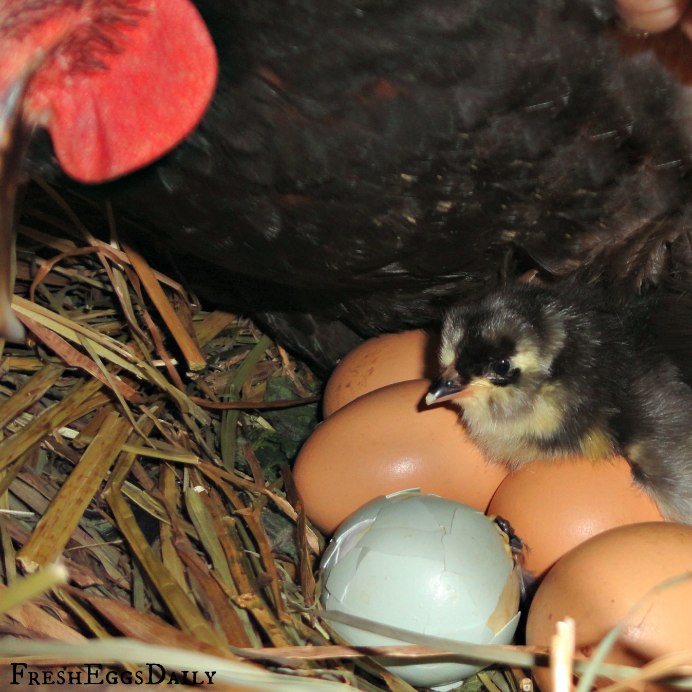 Hatching Eggs under a Broody Hen Fresh Eggs Daily®