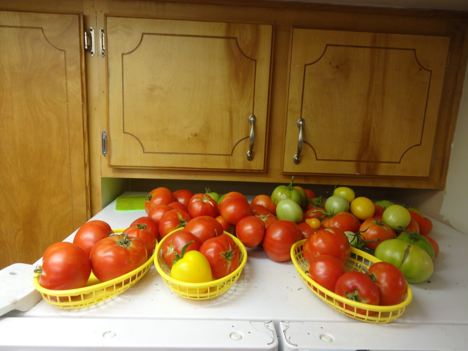 The Scientific Gardener Fridge Tomatoes