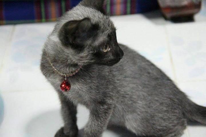 แมวแซมเสวตรยังไม่ได้สูญพันธุ์ไปจากไทย แต่ที่จริงแล้วคือแมวป่วยเป็นภาวะ  fever coat