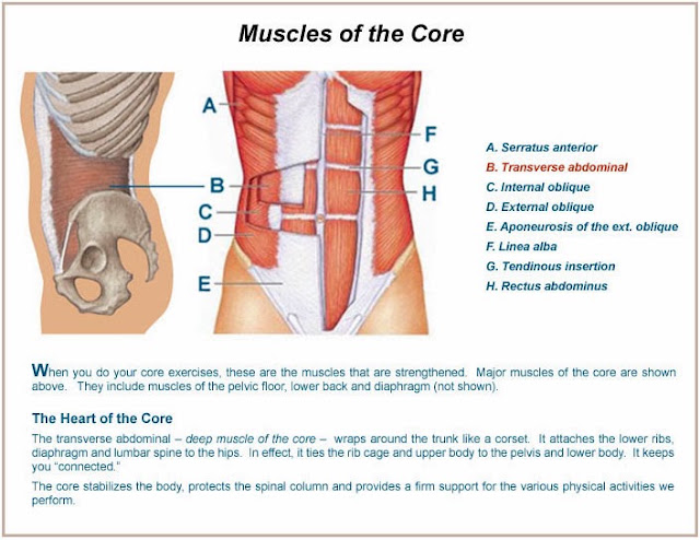 Core Muscles Chart Core strength ~ How to build muscles