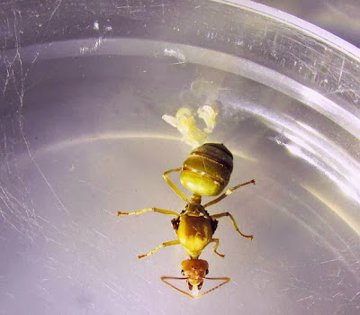 Queen of Oecophylla smaragdina and her partially completed tent