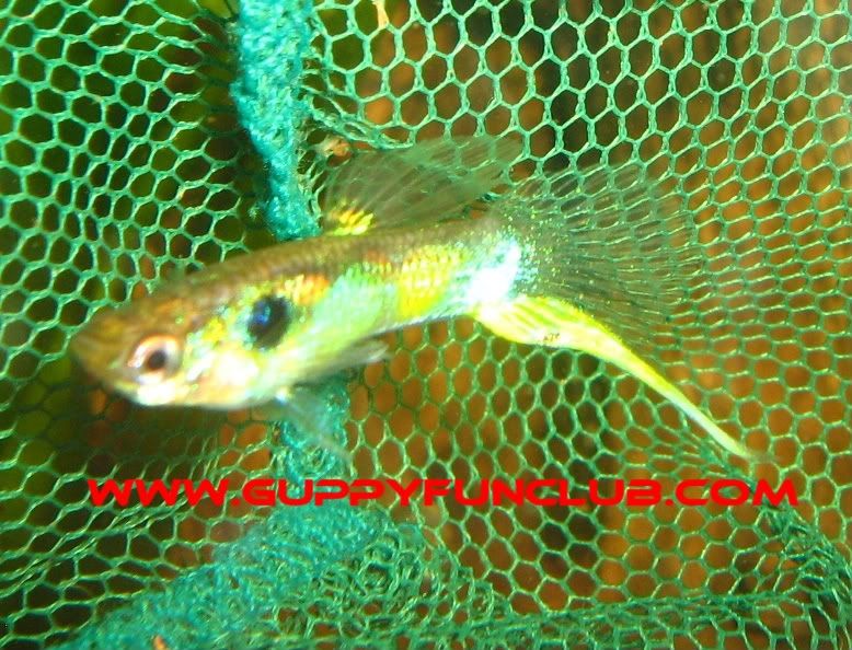 Gambar Ikan Guppy Bottom swordtail-bottom sword tail guppy young male