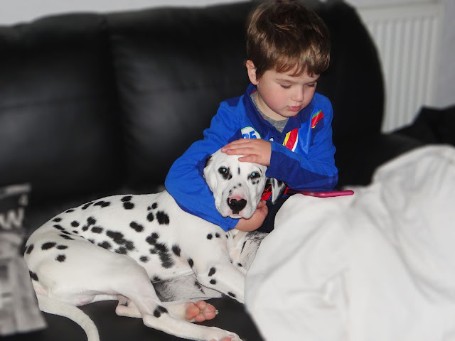 Dalmatian Puppy and child