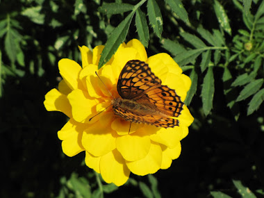 Marbled Fritillary Butterfly on Marigold