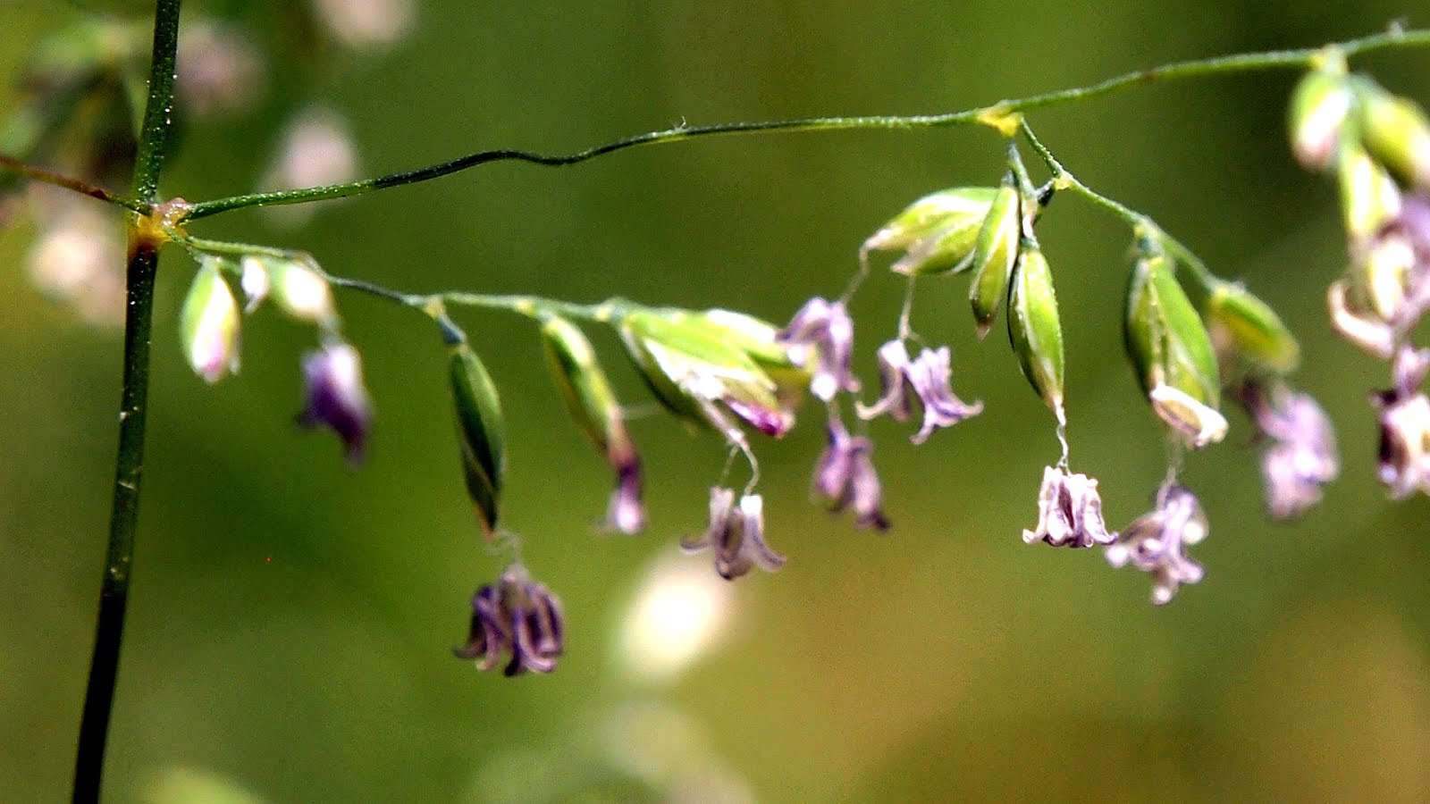Scientific Name For Kentucky Bluegrass Blue Choices