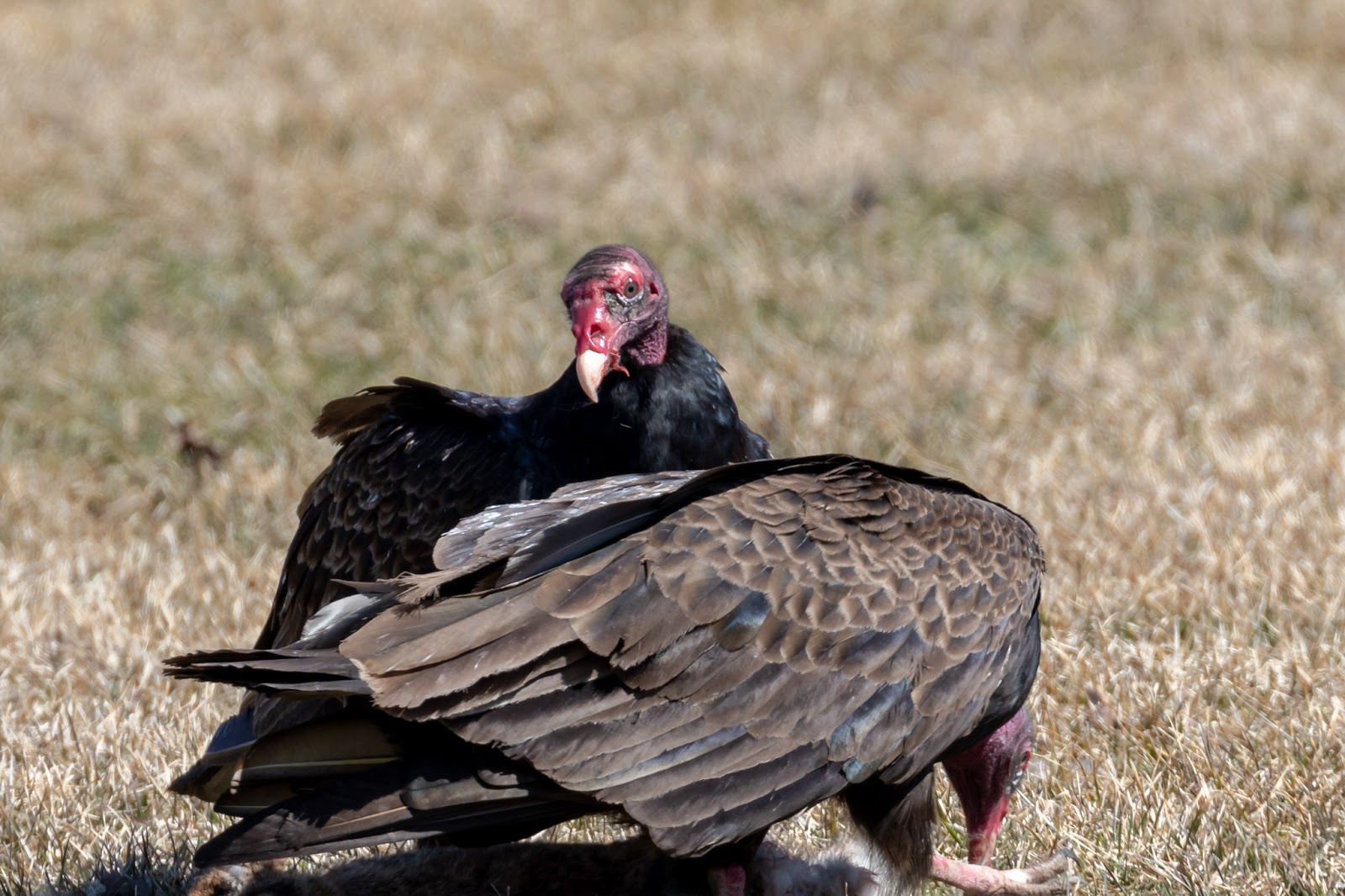 Turkey vultures, Chatham, Ontario, Canada, April 3, 2019.