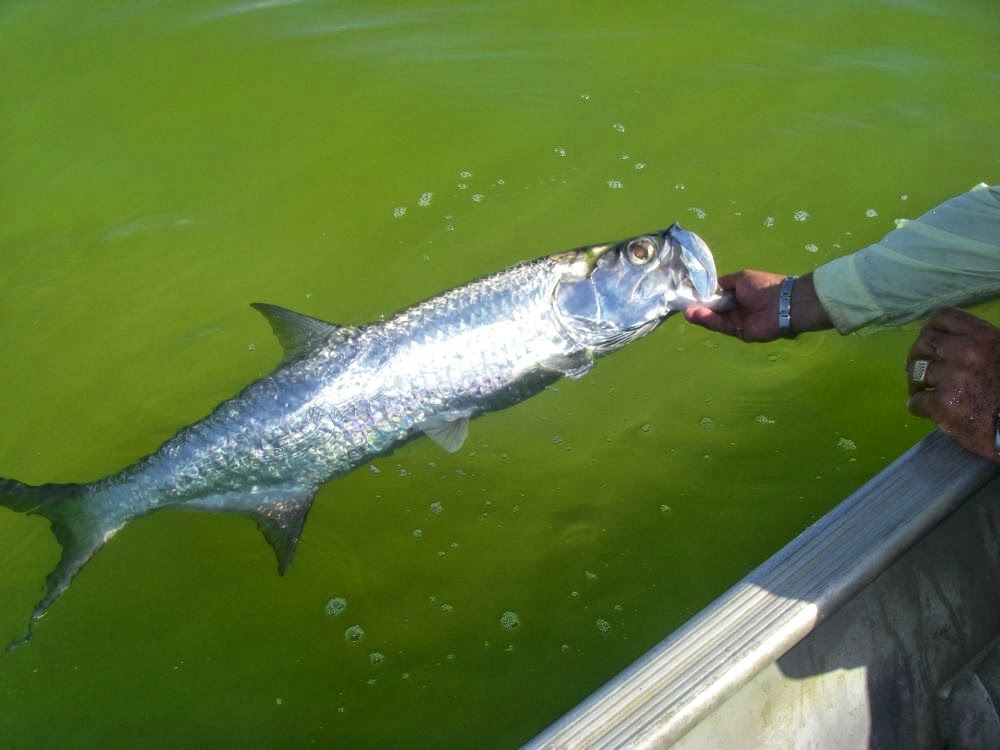 Trips, Flies and Fish Great Inagua2013