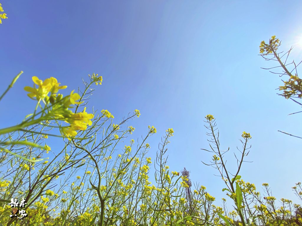 佳園路三段99巷花海|北大南園里花海|新北樹林景點~附最新詳細路標指引