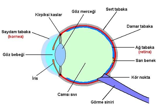 Gözün Yapısı ve Göz Sağlığı Gözün Yapısı ve Göz Sağlığı