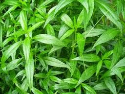 Image Herbal ampuh alami mengobati obat keputihan jos