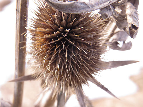 teasel seed pod in winter