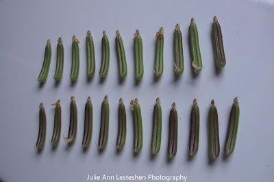 Crotalaria Mucronata 23 Seed Pods - March 4, 2019 Crotalaria Mucronata 23 Seed Pods - March 4, 2019