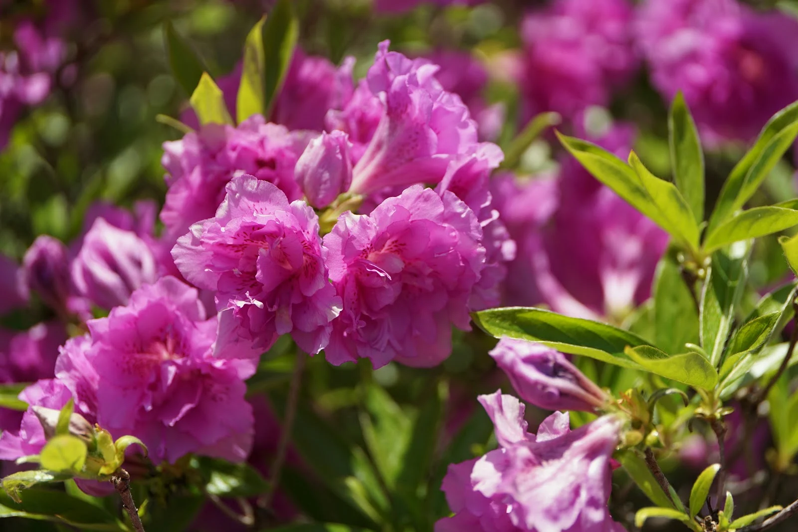 逆光気味の淀川躑躅の花