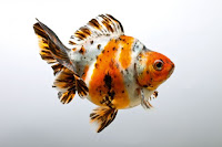 Calico/Nacreous Goldfish,