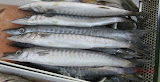 Torsillo Torsillo - Philippine fish