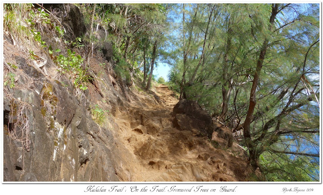 Kalalau Trail: On the Trail. Ironwood Trees on Guard.