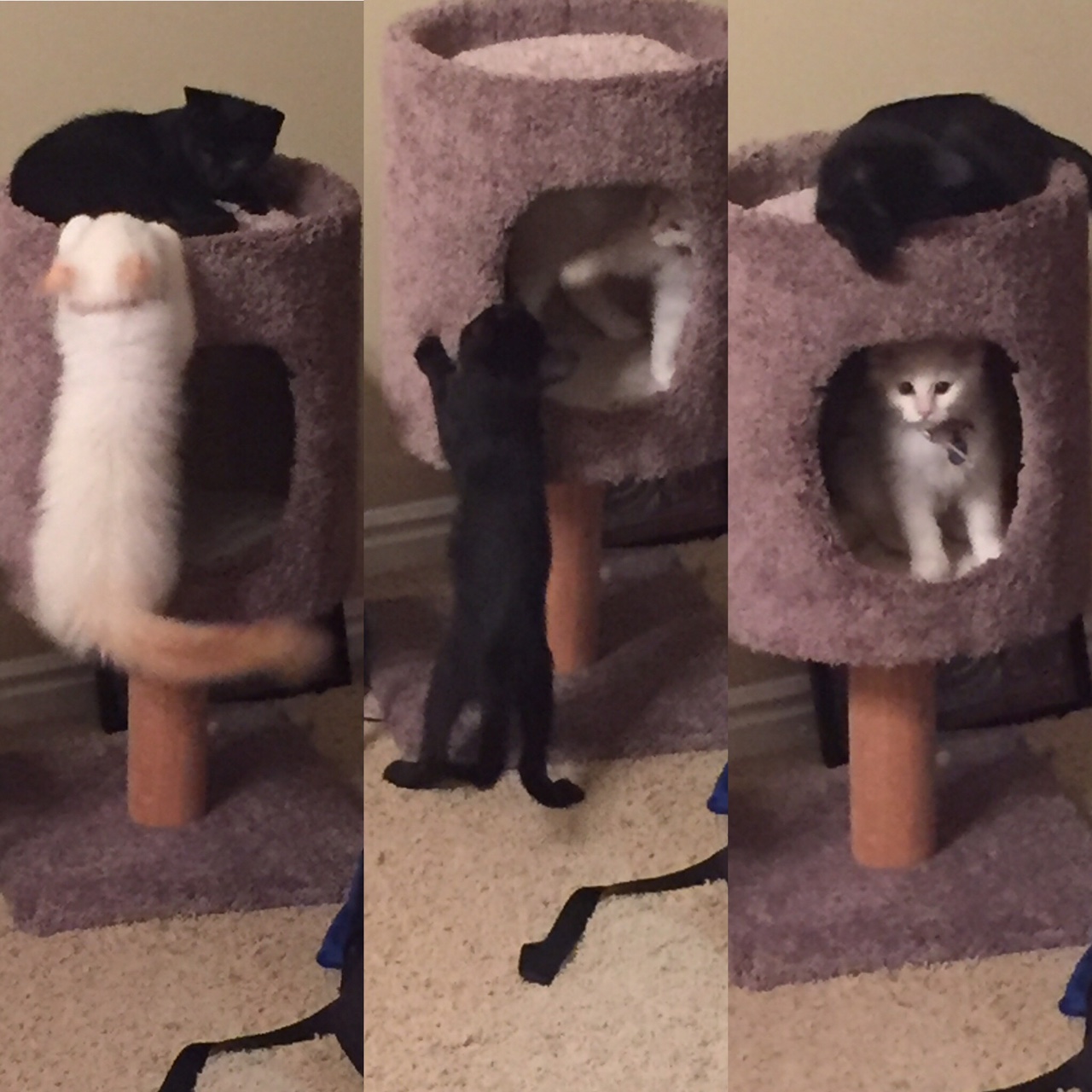 The good things Kittens