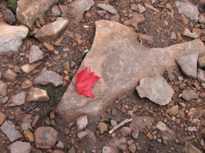 red maple leaf on rock