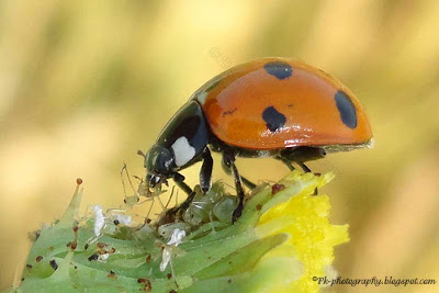 What Food Do Ladybugs Eat What Food Do Ladybugs Eat