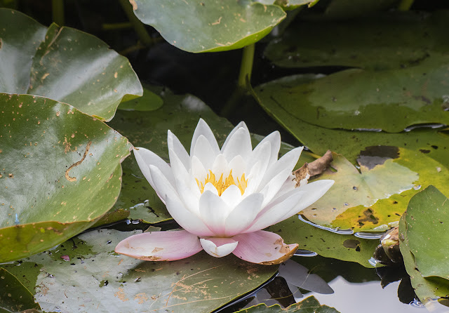White Water-lily, Nymphaea alba. Keston Ponds, 23 July 2016. White Water-lily, Nymphaea alba. Keston Ponds, 23 July 2016.