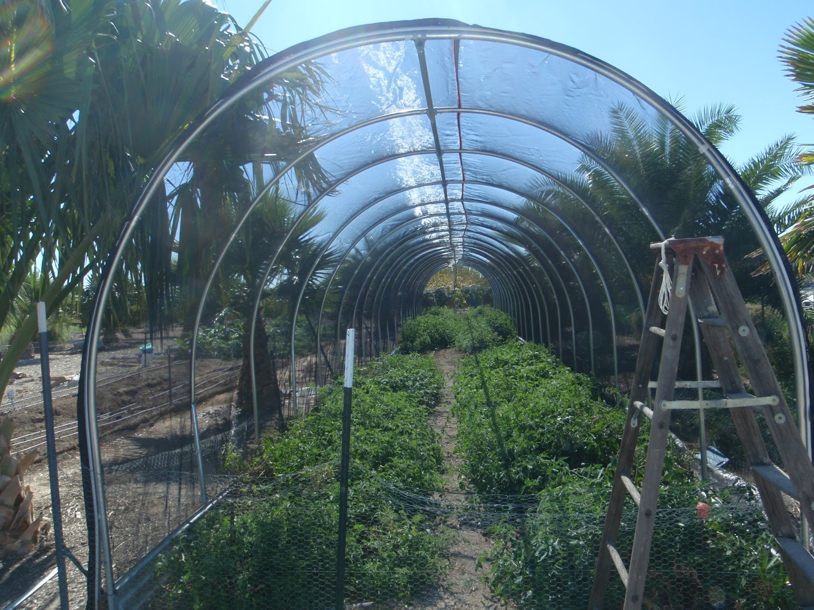 Tomato plant shade cloth