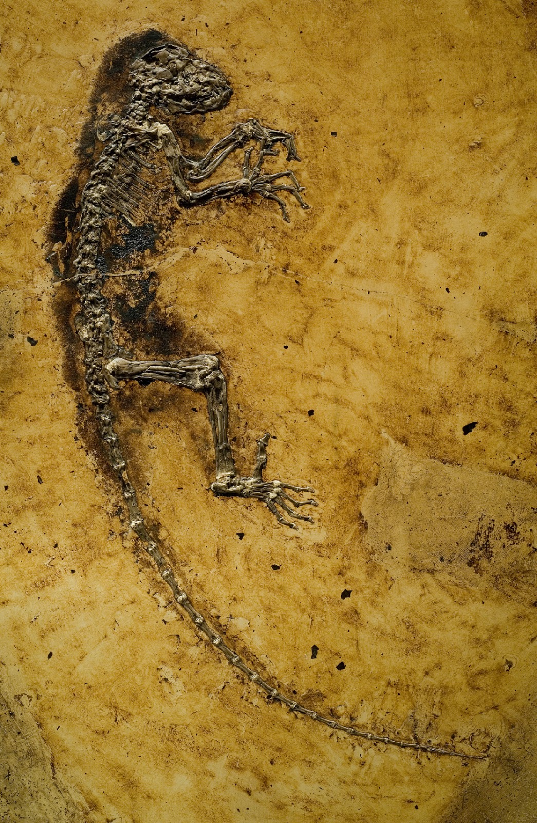 Mammals Animals: Darwinius masillae PMO
