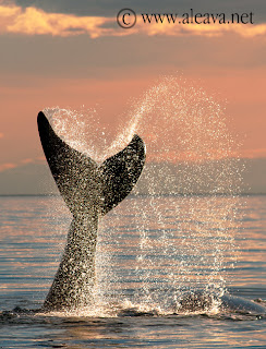 Avistajes de ballenas un show de la naturaleza en la Patagonia Argentina