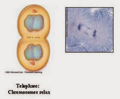 telofase telofase
