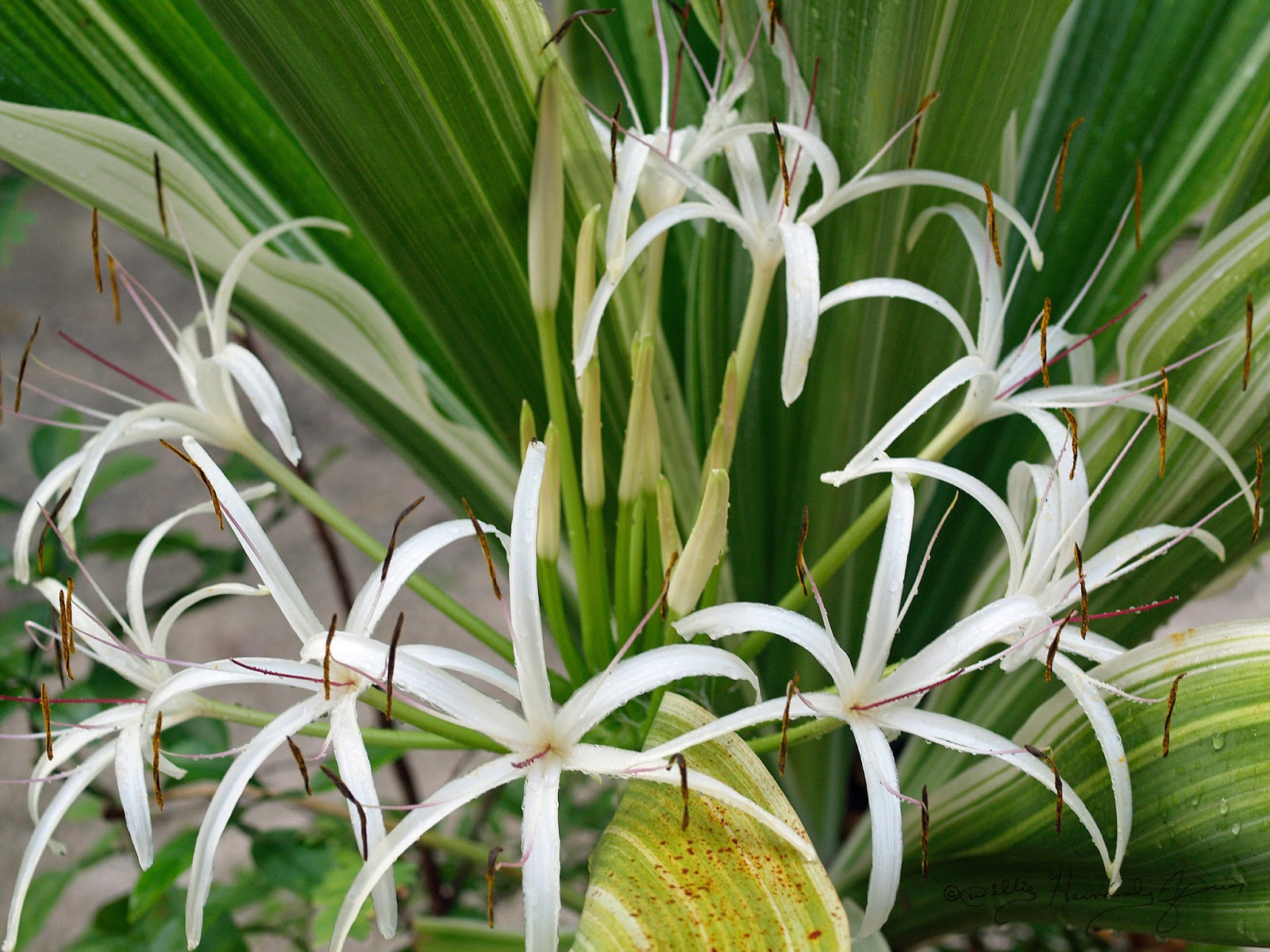 Flora de Puerto Rico Ilustrada Papo Vives: AMARYLLIDACEAE Crinum asiaticum  Lirio gigante