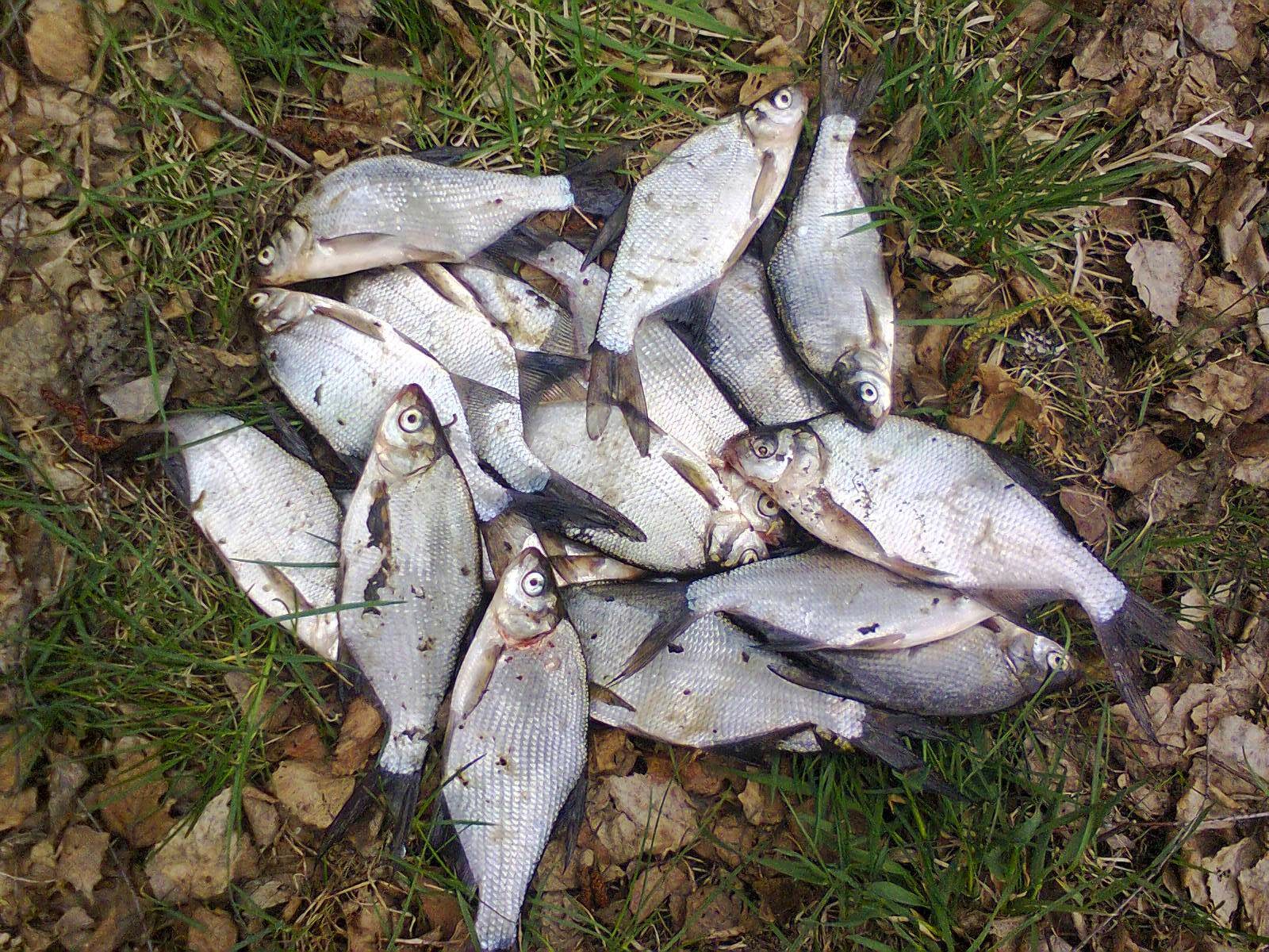 ловля рыбы в мае. майская рыбалка. пеши рыбачит. рыбалка в мае. рыбалка май.