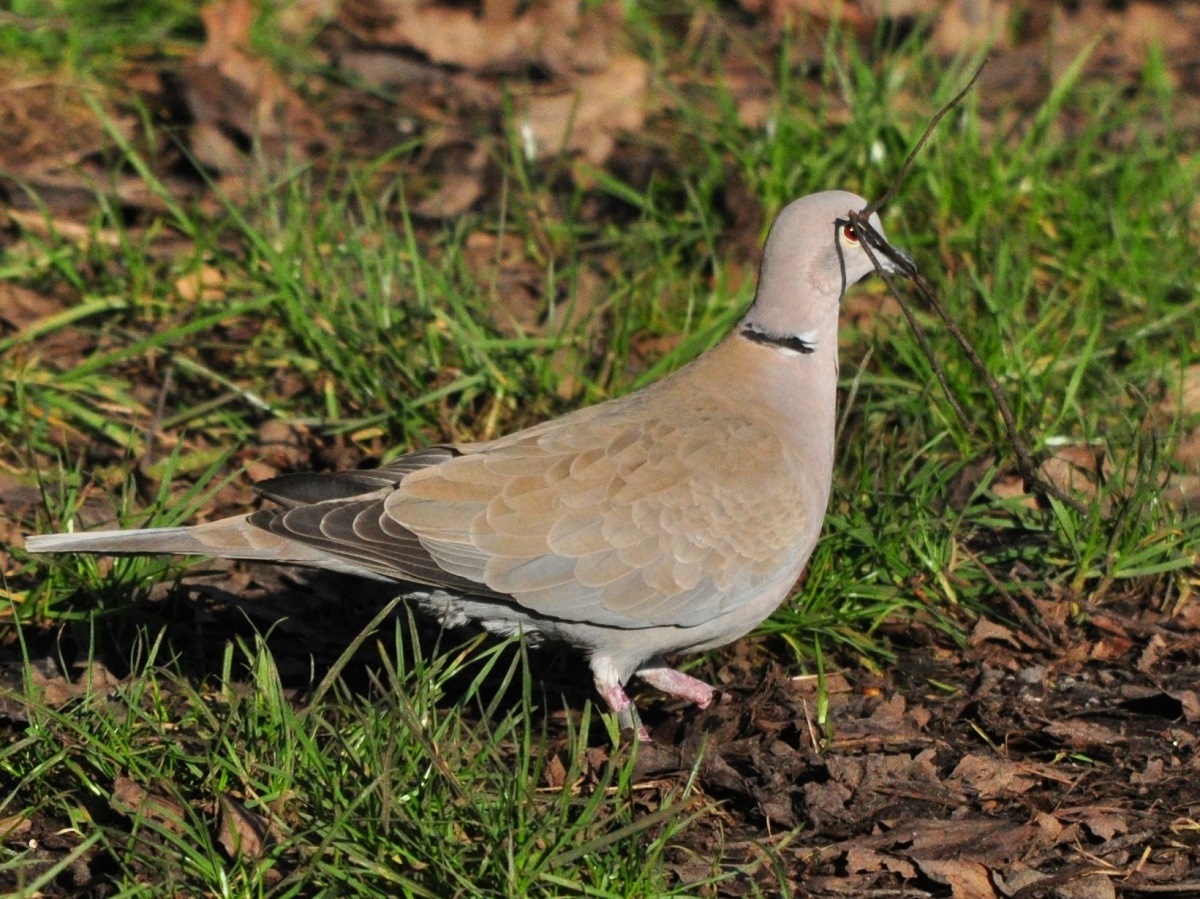 Two in a bush Nest building Collared Doves
