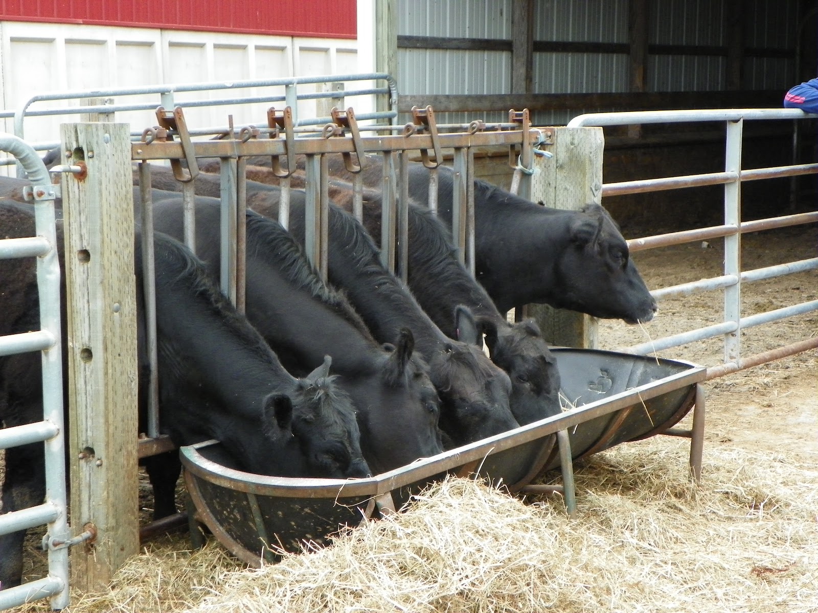 Usda Feeder Cattle Market Report Home Improvement