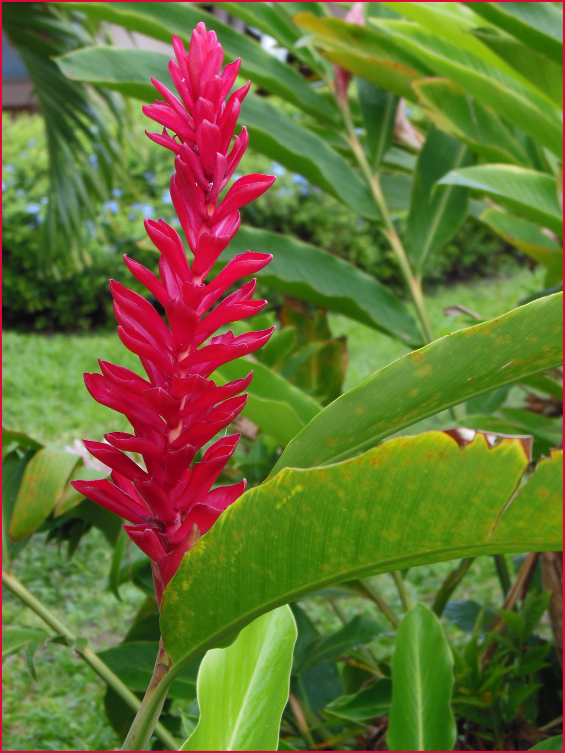 The Tenacious Gardener! Jamaican Flora