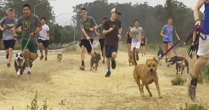 High School Cross-Country Team Takes Lonely Shelter Dogs On Their Morning Runs