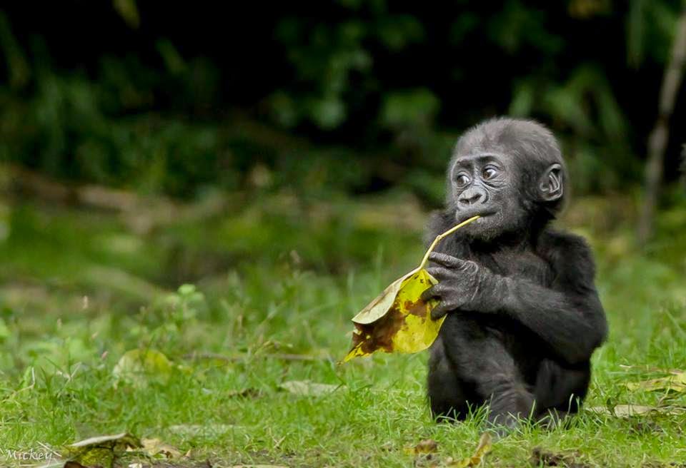 MickMickNYC Zoo Photography