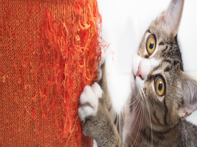 How To Stop Cats From Scratching Furniture Buzzquizzes